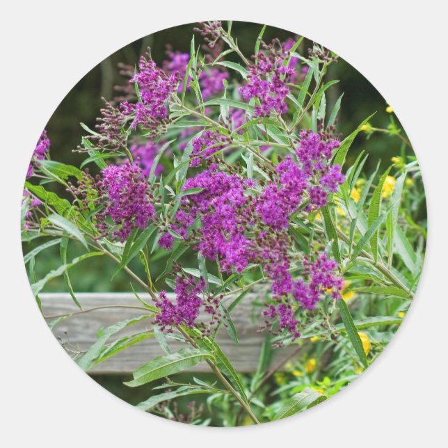 Sticker Rond Fleurs sauvages pourpres aux algues - Vernonia gig (Devant)