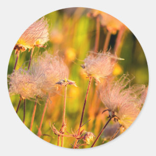 Sticker Rond Fleurs sauvages Prairie Smoke dans un bosquet de t