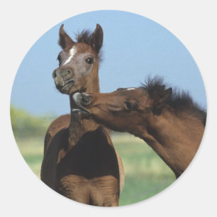 Sticker Rond Foals Jouer 2