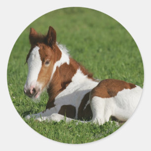 Sticker Rond Foie pondu dans l'herbe