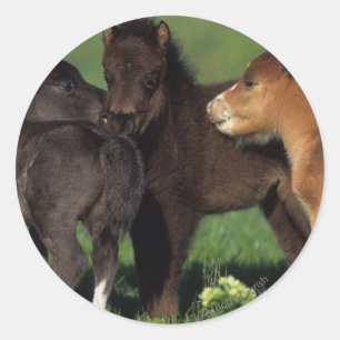 Sticker Rond Foies miniatures 1