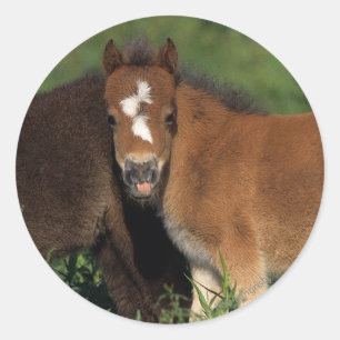 Sticker Rond Foies miniatures en herbe