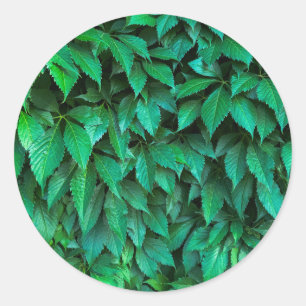 Sticker Rond fond de haie verte