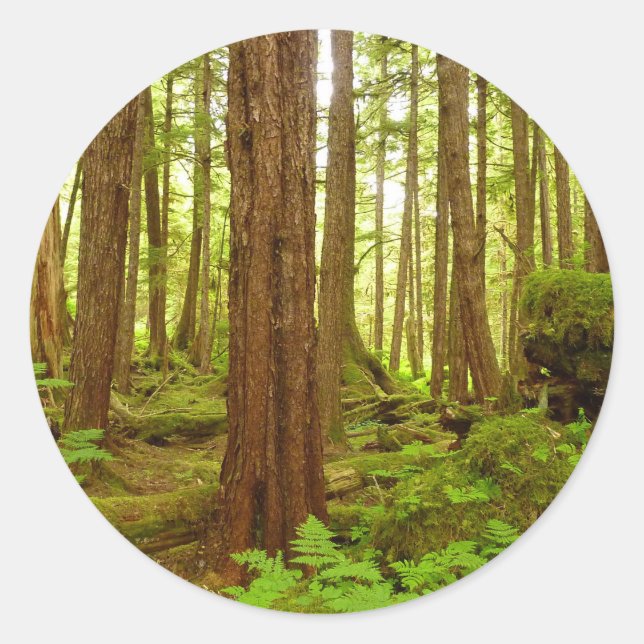 Sticker Rond Forêt pluviale tempérée de l'Alaska (Devant)