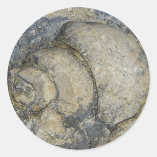 Sticker Rond Fossile