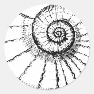 Sticker Rond Fossile en spirale