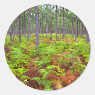 Sticker Rond Fougère Aigle (Pteridium Aquilinum) en Croissance