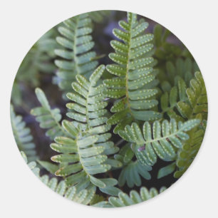 Sticker Rond Fougère de résurrection - polypodioides de