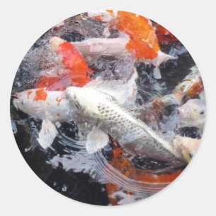 Sticker Rond Foule de Koi