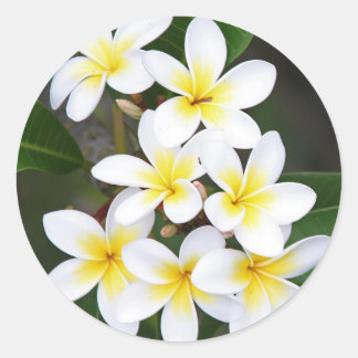 Sticker Rond Frangipani