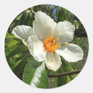 Sticker Rond Franklinia alatamaha