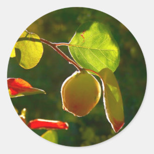 Sticker Rond Fruits de coing sur arbre
