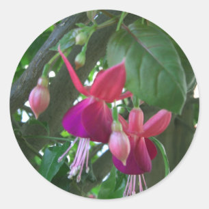 Sticker Rond Fuchsia 2