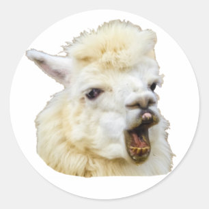 Sticker Rond Funny face riant des dents d'Alpaka Crazy Lama