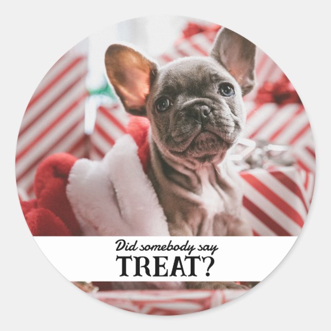 Sticker Rond Funny Photo pour animal de compagnie (Devant)