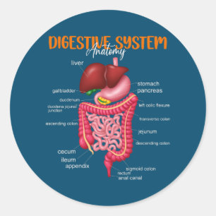 Sticker Rond Funny Système digestif Anatomie Biologie anatomiqu