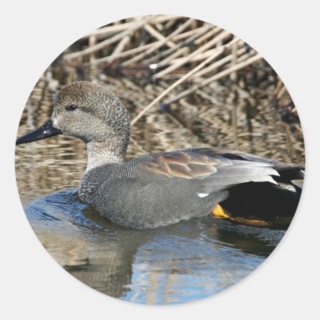 Sticker Rond Gadwall Drake (Devant)