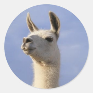 Sticker Rond Garde Llama