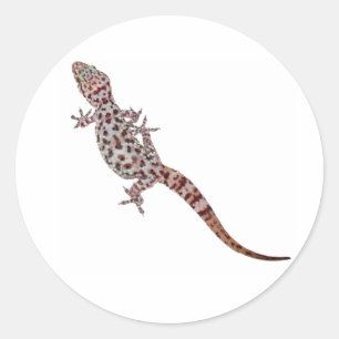Sticker Rond Gecko de léopard