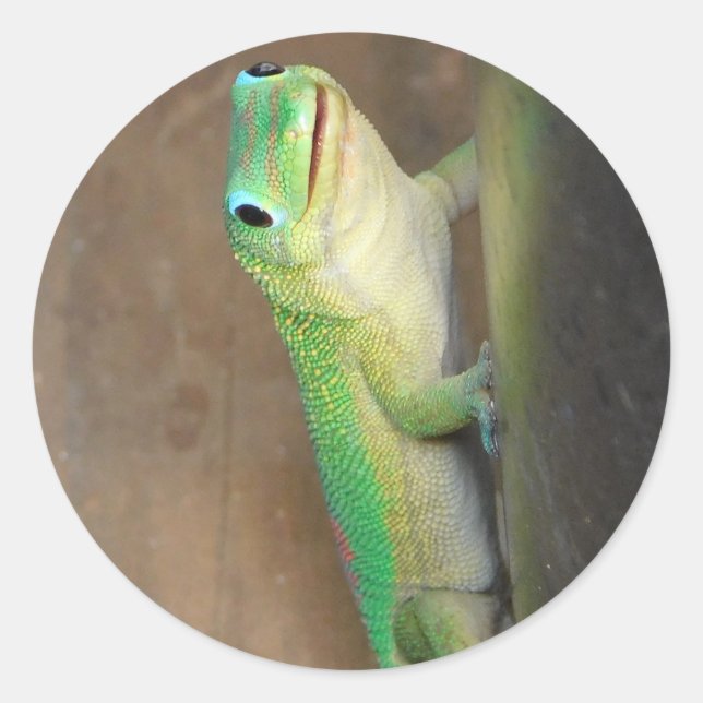 Sticker Rond Gecko Jour Poussière Or (Devant)