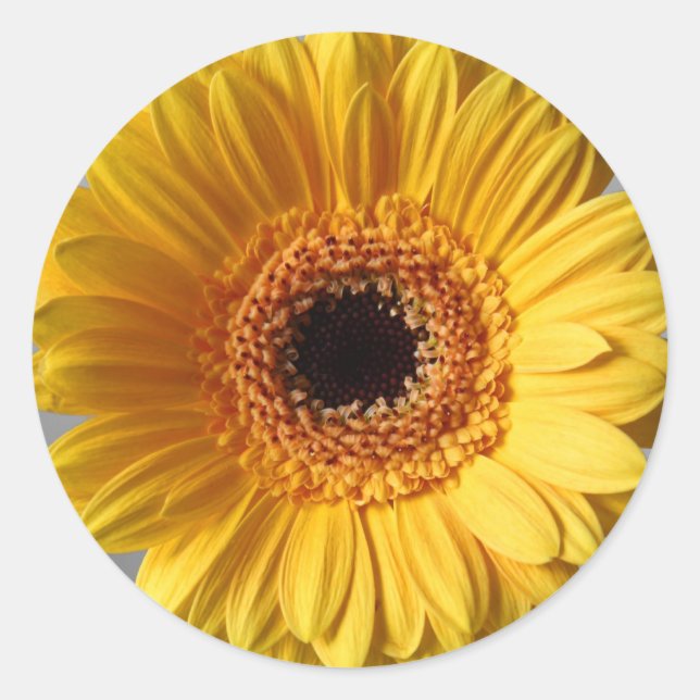 Sticker Rond Gerbera jaune soleil (Devant)