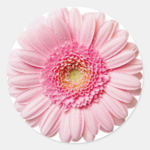 Sticker Rond Gerbera Rose Daisy