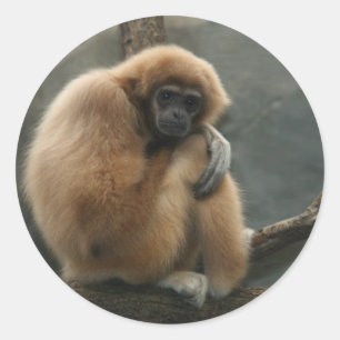 Sticker Rond Gibbon lar à la main blanche