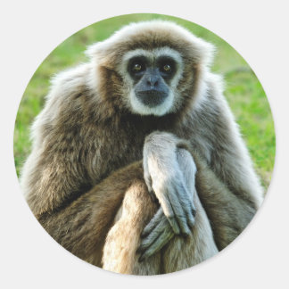 Sticker Rond Gibbon, parlons du sens de la vie...