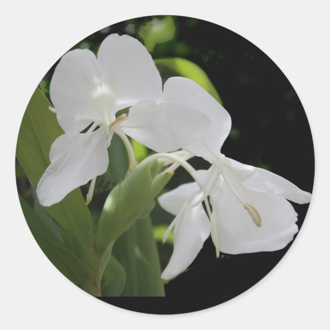 Sticker Rond Gingembre à papillon blanc (Devant)