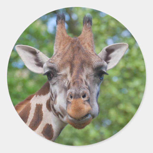 Sticker Rond Girafe attentive (Devant)