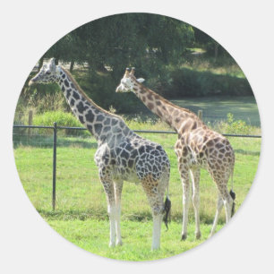 Sticker Rond Girafes en pâture