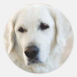Sticker Rond Golden Retriever
