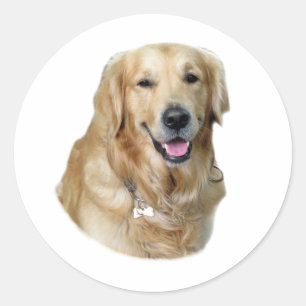 Sticker Rond Golden Retriever dog photo