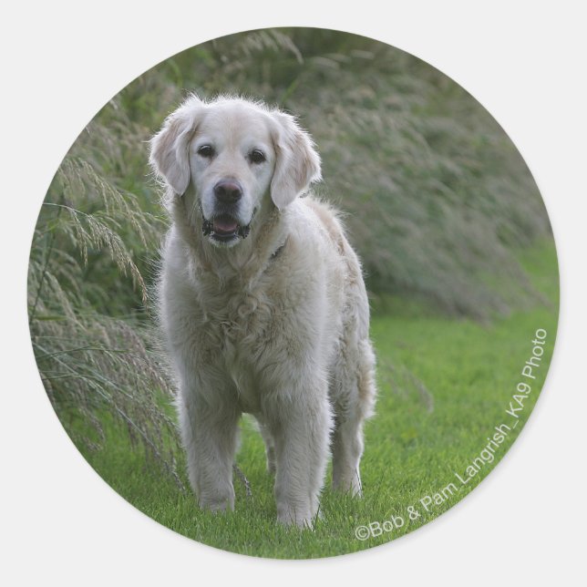 Sticker Rond Golden Retriever Running 2 (Devant)