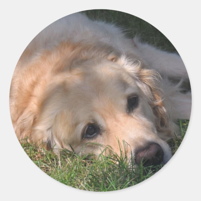 Sticker Rond Golden Retriver Reting in the Grass Photo (Devant)