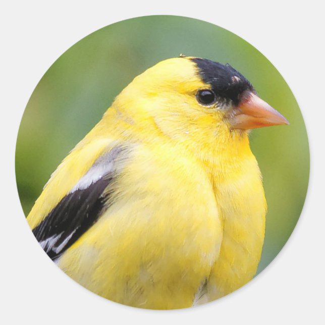 Sticker Rond Goldfinch américain masculin sur le bambou (Devant)
