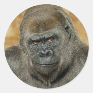 Sticker Rond Gorilla