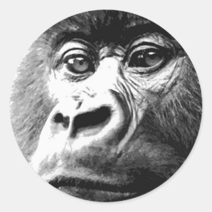 Sticker Rond Gorilla