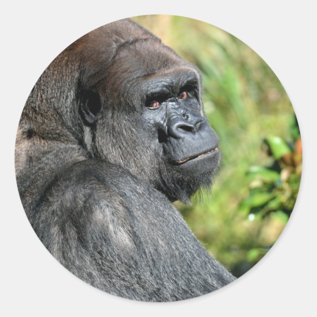 Sticker Rond Gorilla adulte (Devant)