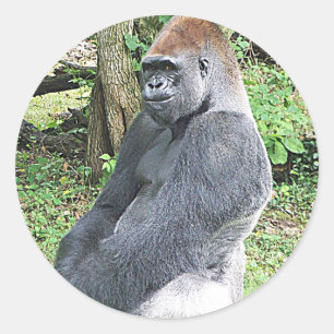 Sticker Rond Gorille de plaine dans la pose se reposante