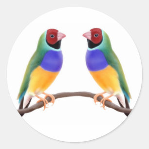 Sticker Rond Gouldian Finch Friends