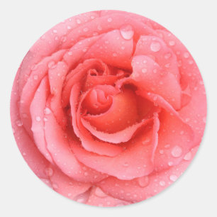 Sticker Rond Gouttes d'eau de rose rose rouge romantique