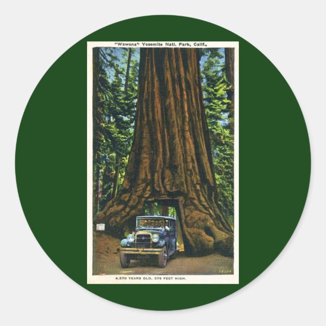 Sticker Rond Grand arbre Wawona, verger de Mariposa, CA (Devant)