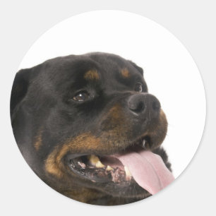 Sticker Rond grand rottweiler