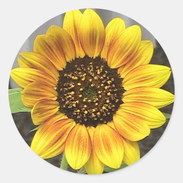 Sticker Rond Grand tournesol (Devant)