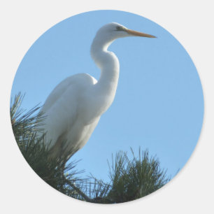 Sticker Rond Grande Aigrette en Floride ensoleillée