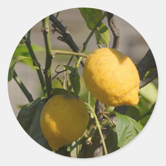 Sticker Rond Graphiques Citron Espagnol (Devant)