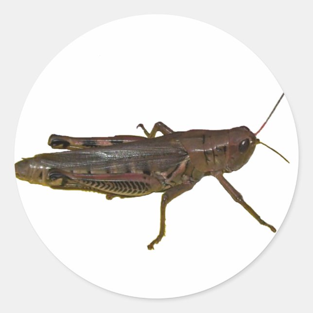 Sticker Rond Grasshopper Design (Devant)