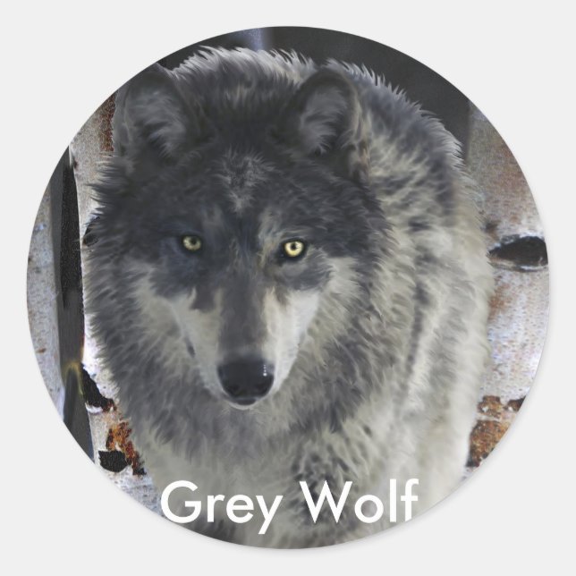 Sticker Rond GRAY PACK WOLF, collection (Devant)