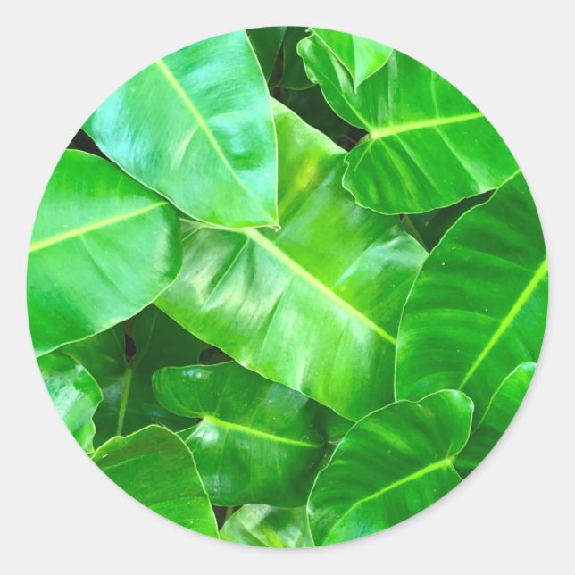 Sticker Rond Green feuille Palm Leaf feuillage tropical jungle (Devant)